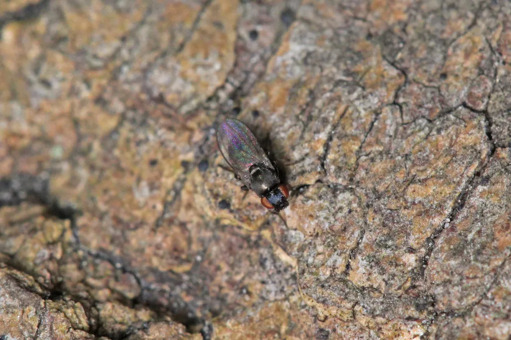 Neophyllomyza quadricornis - photo 2