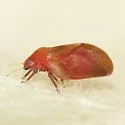 Neophyllura arbuticola