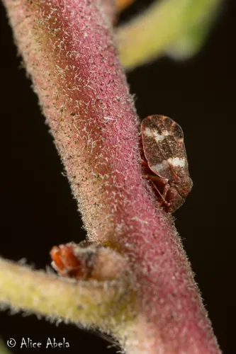 Manzanita Psyllid