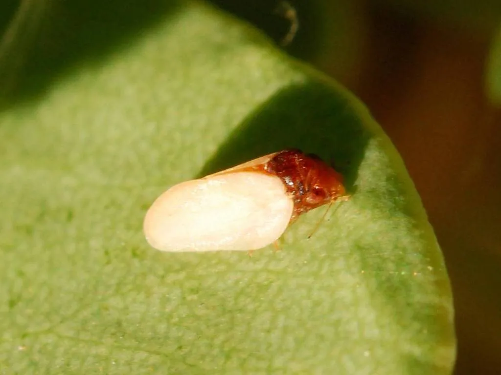 Neophyllura bicolor - photo 2