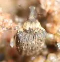 Neophytobius cavifrons - photo 2