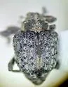 Neophytobius cavifrons - photo 3
