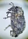 Neophytobius cavifrons - photo 4