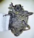 Neophytobius cavifrons - photo 5
