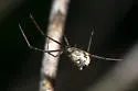 Neopisinus cognatus