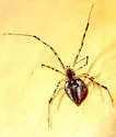 Neopisinus cognatus - photo 4