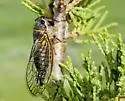 Neoplatypedia constricta - photo 2