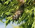 Neoplatypedia constricta - photo 3