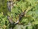 Neoplatypedia constricta - photo 4