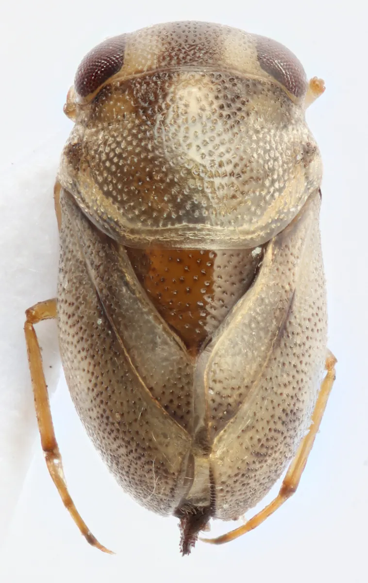 Neoplea harnedi