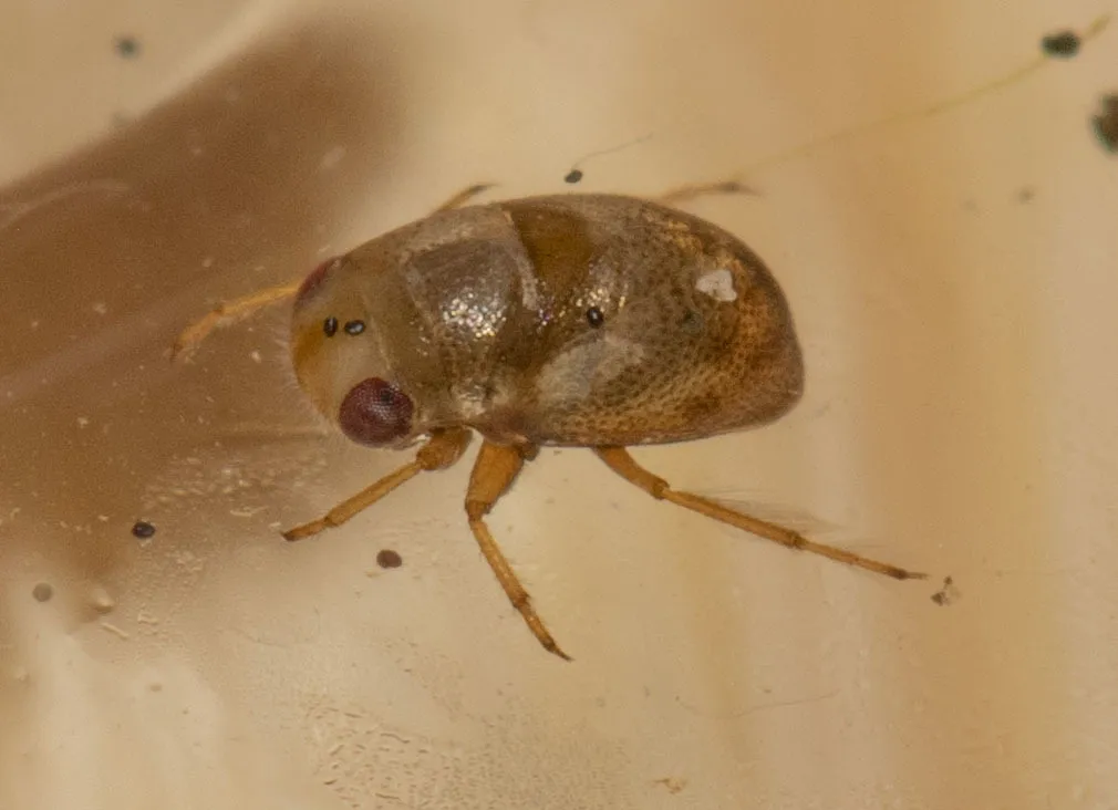 Neoplea striola