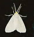 Neoplynes eudora - Hodges#8101 - photo 4