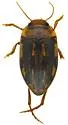 Neoporus arizonicus