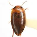 Neoporus blanchardi