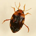 Neoporus carolinus