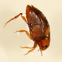 Neoporus carolinus - photo 2
