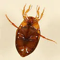 Neoporus carolinus - photo 3