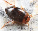 Neoporus carolinus - photo 4