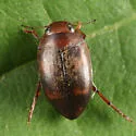 Neoporus carolinus - photo 5