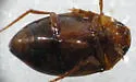 Neoporus clypealis - photo 2
