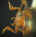 Neoporus clypealis - photo 3