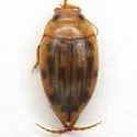 Neoporus dimidiatus - photo 2