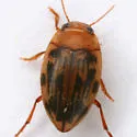 Neoporus dimidiatus - photo 4
