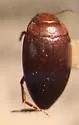 Neoporus lobatus - Neoporus lobatus