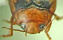 Neoporus spurius - photo 3