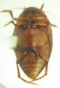 Neoporus spurius - photo 4