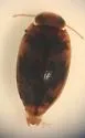 Neoporus striatopunctatus - photo 2