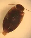Neoporus striatopunctatus - photo 3