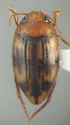Neoporus sulcipennis - Neoporus sulcipennis