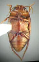 Neoporus sulcipennis - photo 2