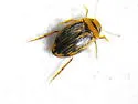 Neoporus superioris