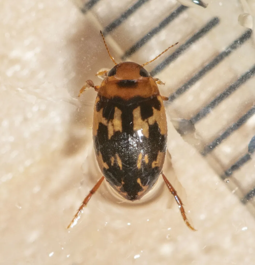 Neoporus undulatus - photo 2