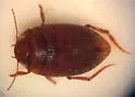 Neoporus uniformis