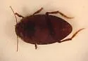 Neoporus uniformis - photo 2