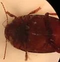 Neoporus uniformis - photo 3