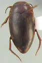 Neoporus vitiosus - Neoporus vitiosus