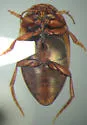 Neoporus vitiosus - photo 2