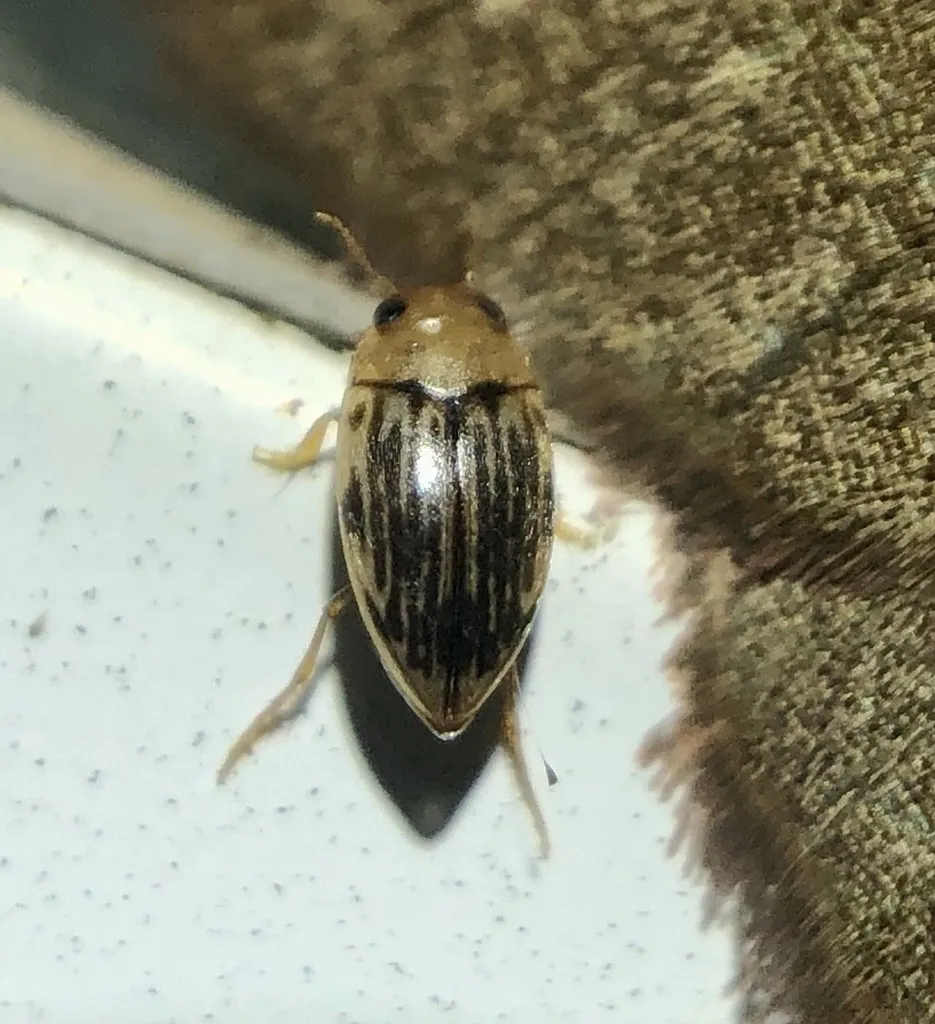 Neoporus vittatipennis - photo 2