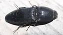 Neopristilophus aethiops - Neopristilophus aethiops