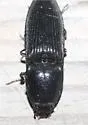 Neopristilophus aethiops - photo 2