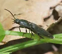 Neopristilophus aethiops - photo 3