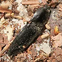 Neopristilophus aethiops - photo 5