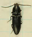 Neopristilophus cribrosus