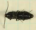 Neopristilophus cribrosus - photo 2