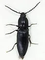 Neopristilophus cribrosus - photo 3