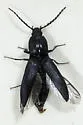 Neopristilophus cribrosus - photo 4